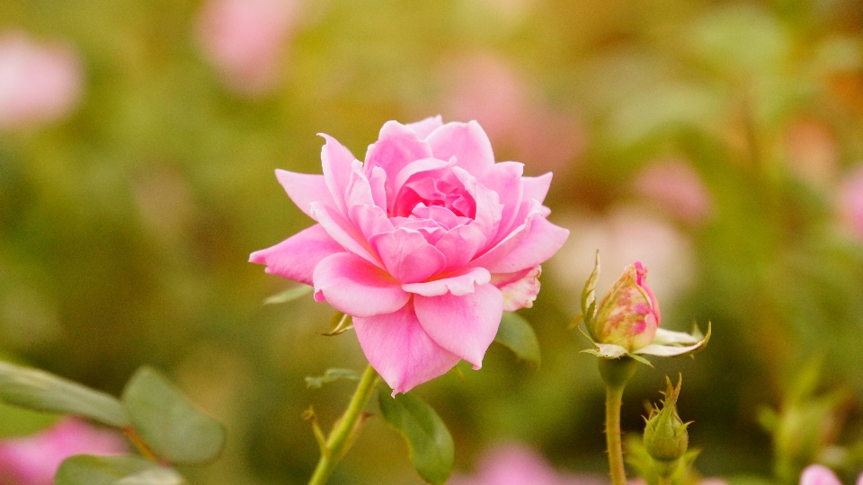 Natur blüte anlage blume