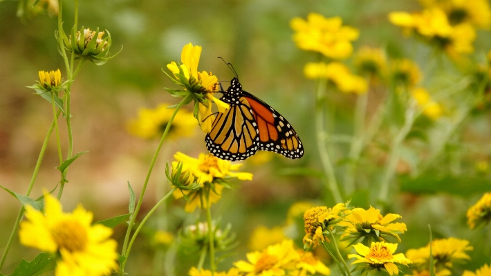 Nature plant meadow prairie Photo