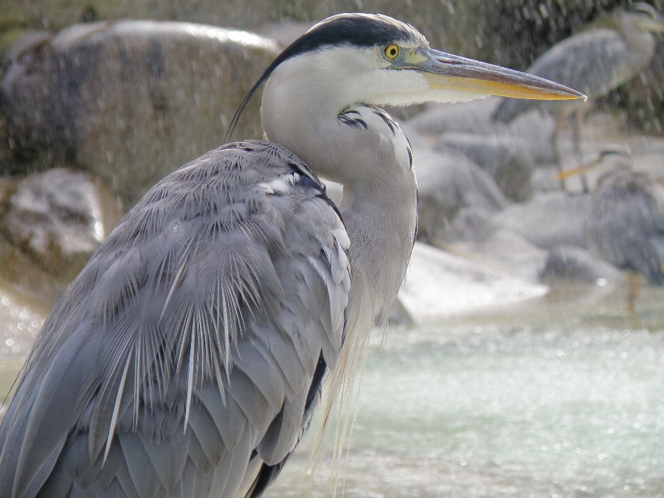 Natur vogel flügel pelikan