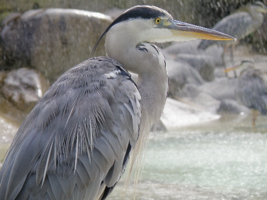 Nature bird wing pelican Photo