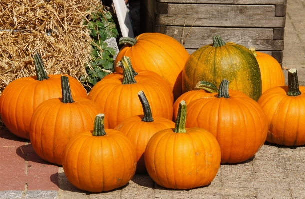 Decoration harvest produce autumn Photo