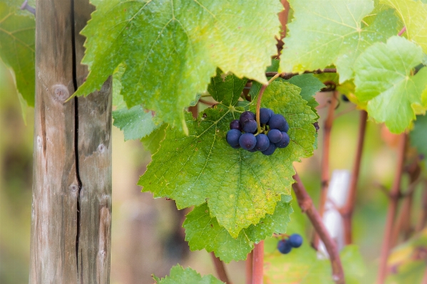 Tree branch plant grape Photo