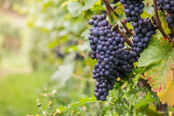 Plant grape vine vineyard Photo