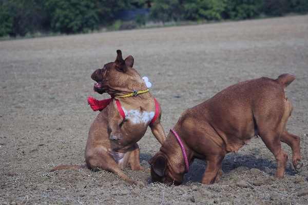 Nature home puppy dog Photo