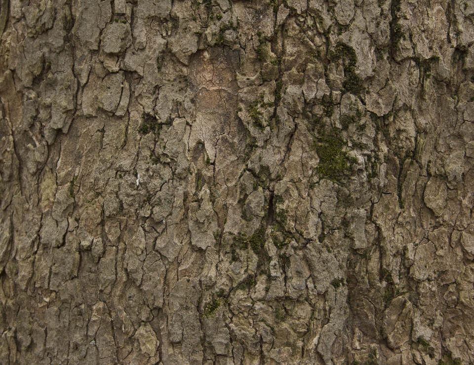 árbol naturaleza rama planta