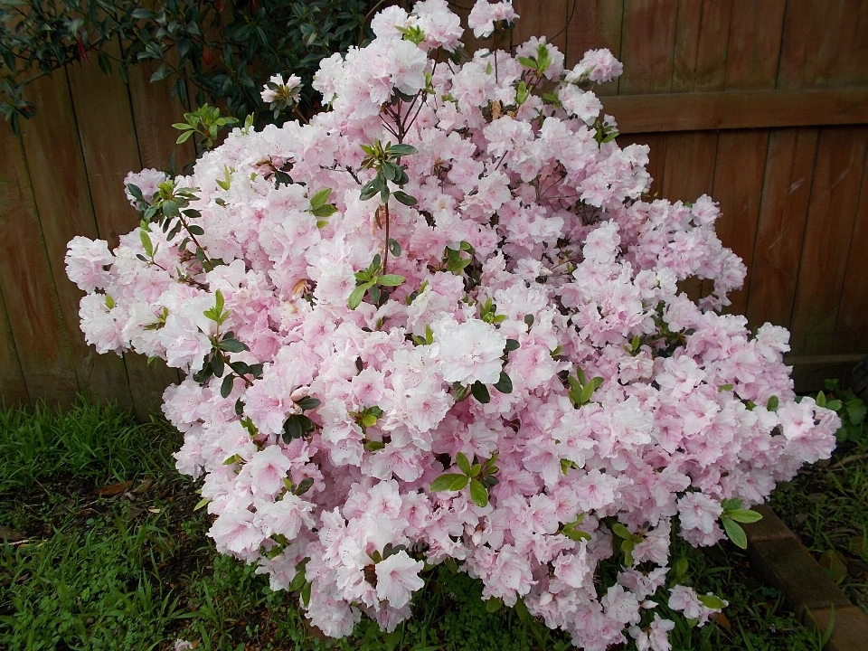 自然 开花 植物 木头