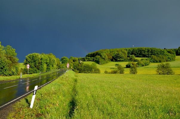 Landscape tree nature grass Photo