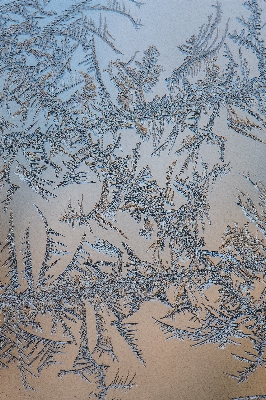 木 自然 ブランチ 雪 写真