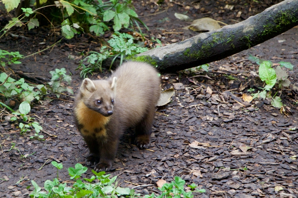 自然 野生動物 動物園 哺乳類