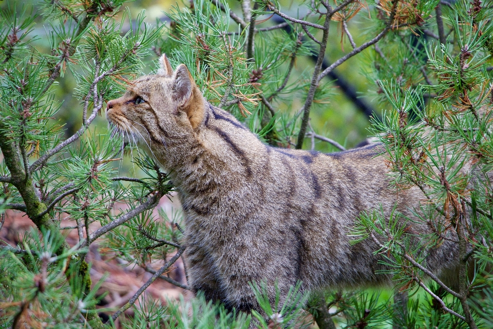 Alam rumput margasatwa kucing