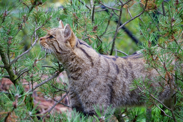 Photo Nature herbe faune chat