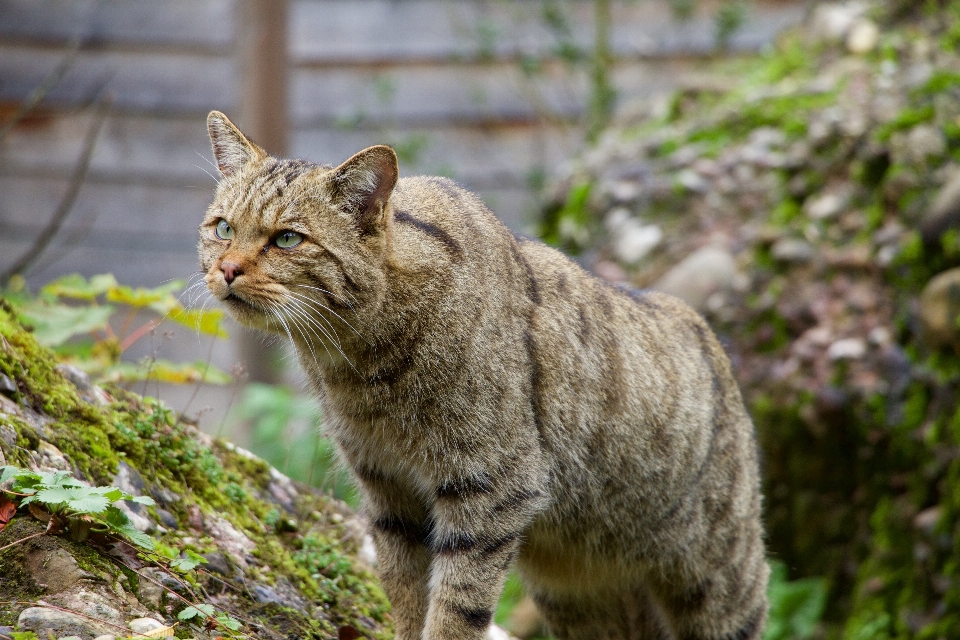 Nature wildlife cat mammal