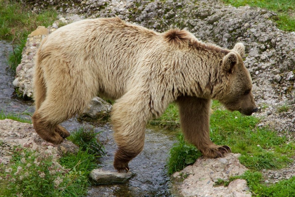 Nature ours faune zoo