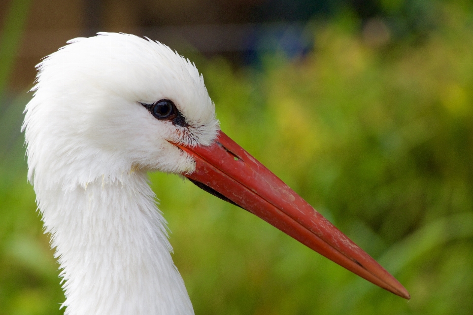 Nature oiseau aile faune