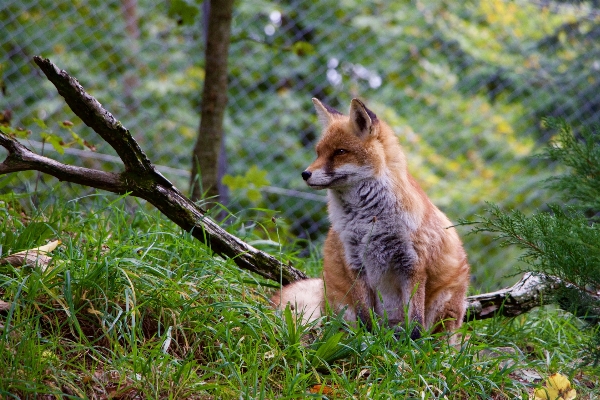 Nature female wildlife mammal Photo