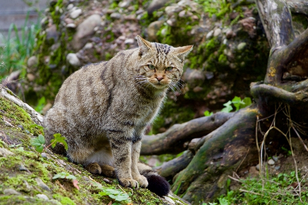 Photo Nature faune chat mammifère