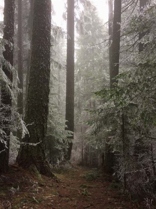 árbol bosque desierto
 invierno