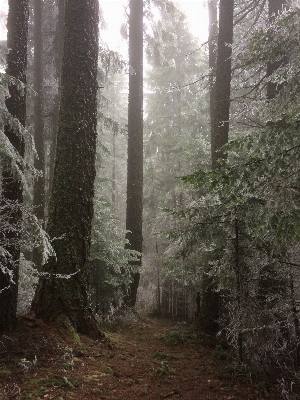 Photo Arbre forêt région sauvage
 hiver