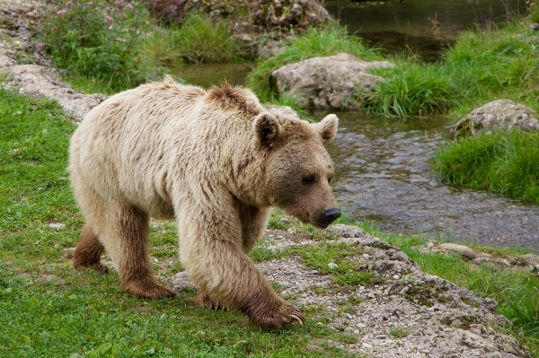 Nature bear wildlife zoo Photo