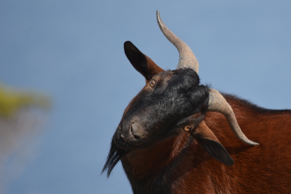 Satwa margasatwa liar kambing