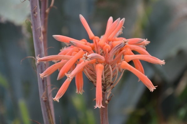 Nature forest blossom plant Photo