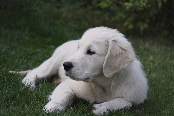 Foto Bianco cucciolo cane mammifero