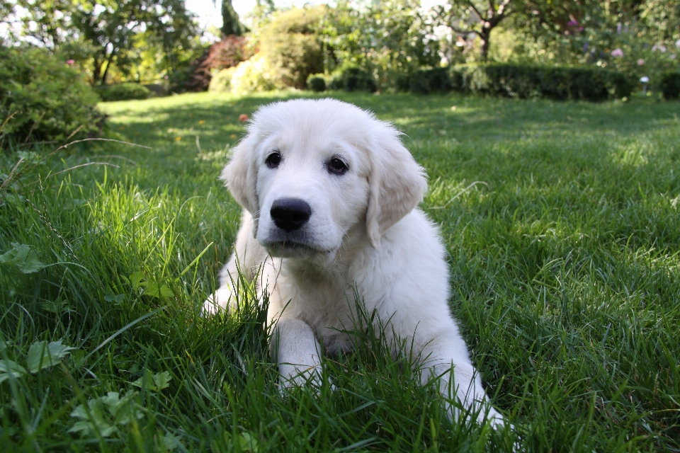 Branco filhote de cachorro mamífero