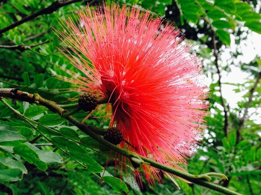 Foto Albero natura foresta fiore