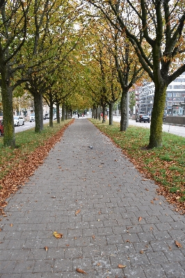 Tree road street lawn Photo