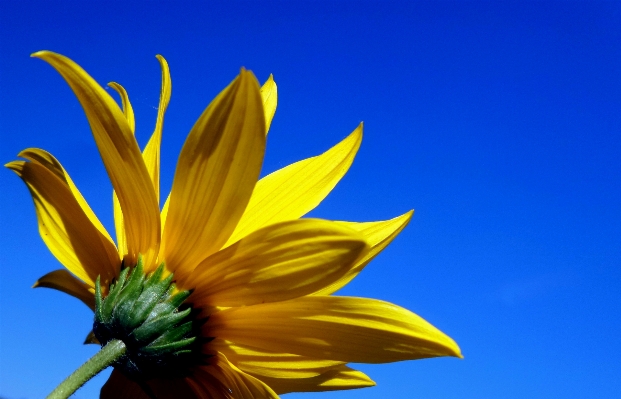 Plant sky sunlight leaf Photo