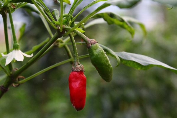 Branch plant fruit flower Photo