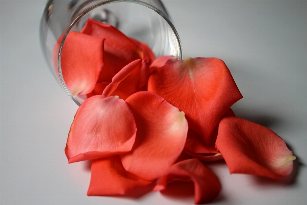 Plant flower petal heart Photo