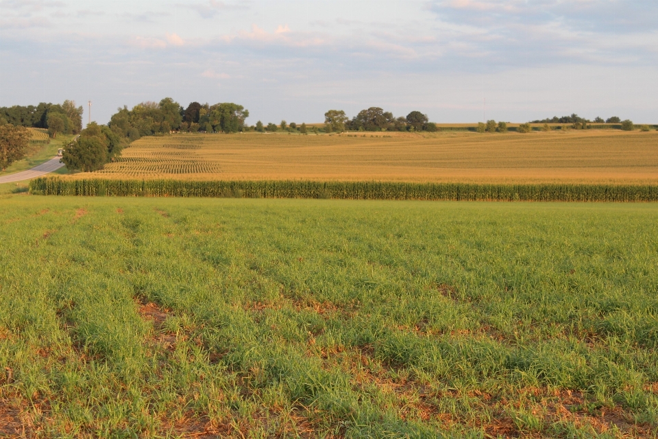 Landscape grass marsh plant