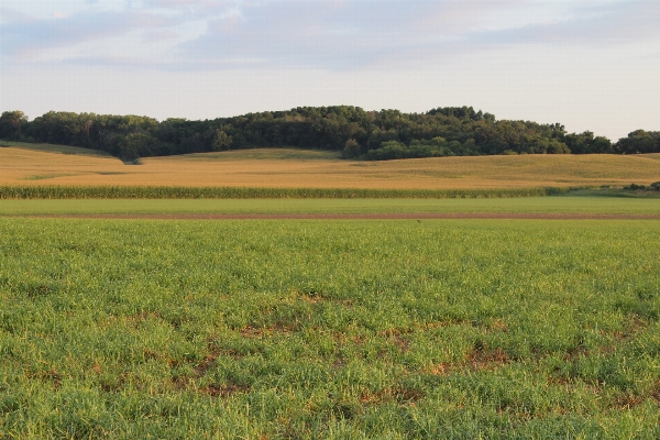 Landscape grass horizon marsh Photo