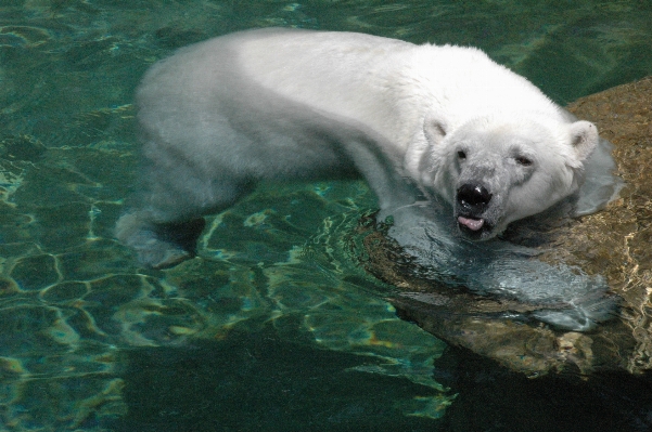 Foto Agua oso zoo mamífero