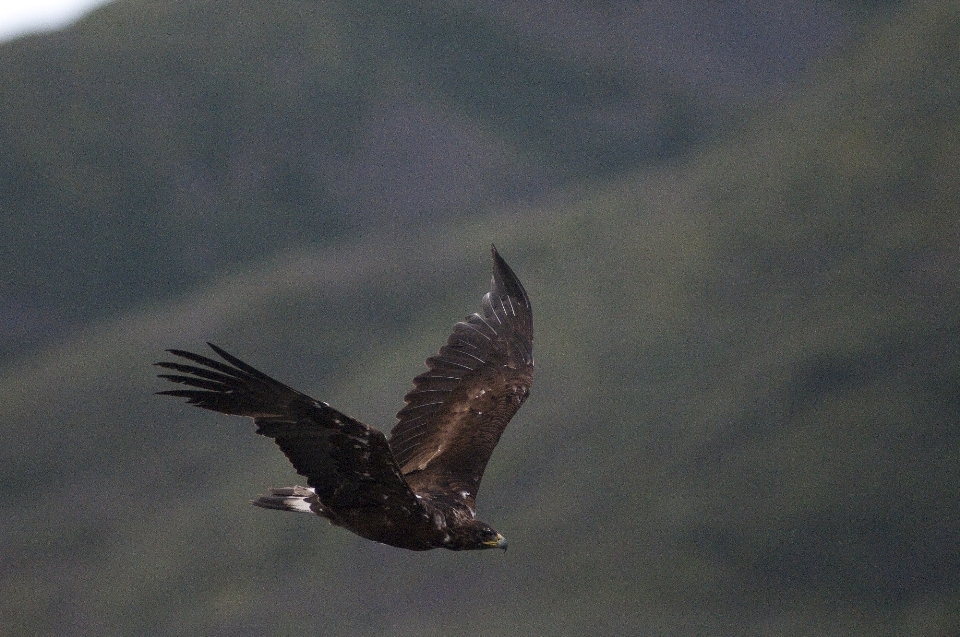 Nature bird wing sky