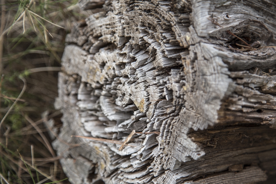 Arbre nature usine bois