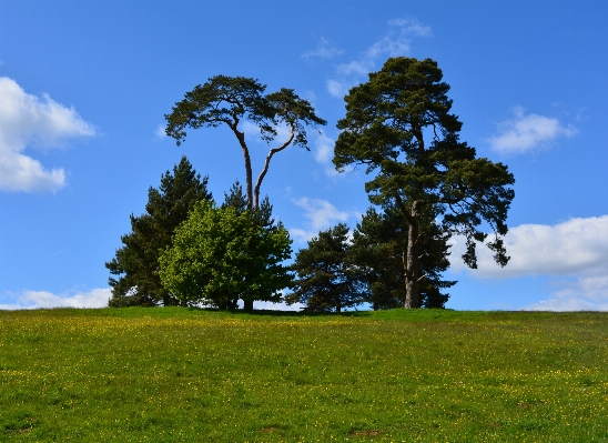 Landscape tree nature grass Photo