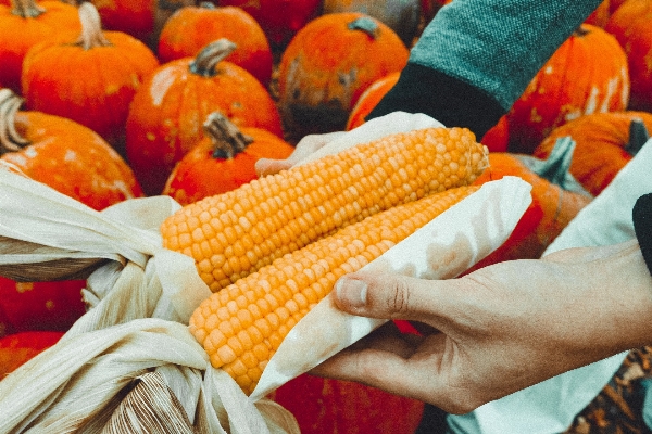 Field farm fall dish Photo