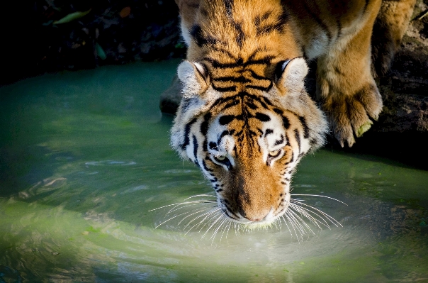 Foto Alam kolam margasatwa kebun binatang