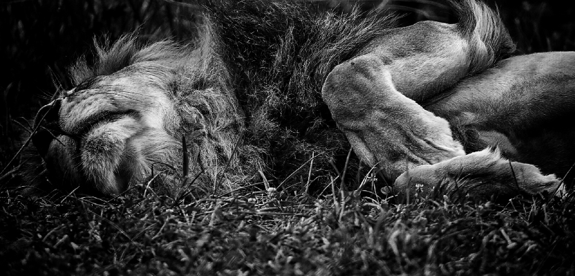 Foto Natura bianco e nero
 fotografia maschio