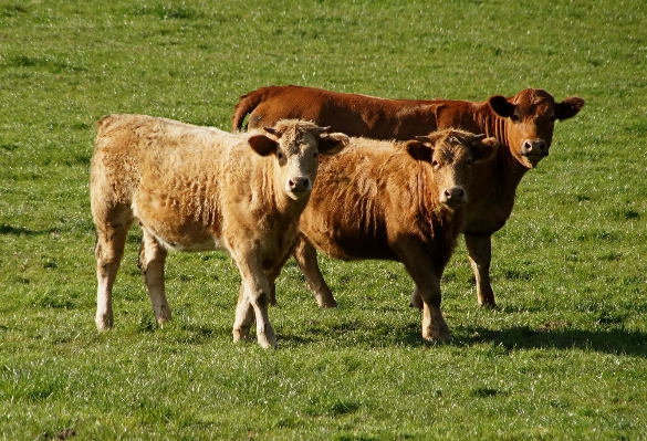 Grass field farm meadow Photo