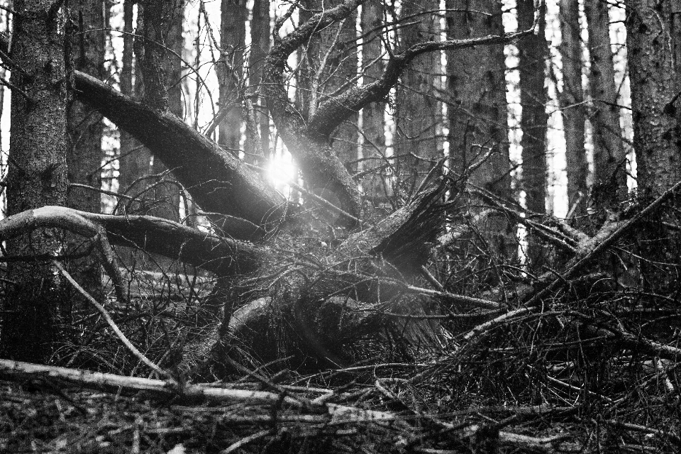 Albero natura foresta pantano