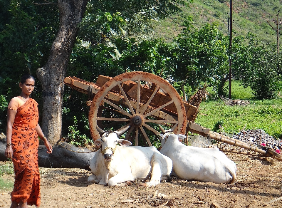 Gente mujer granja vagón