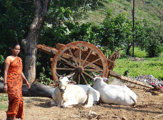 People woman farm wagon Photo