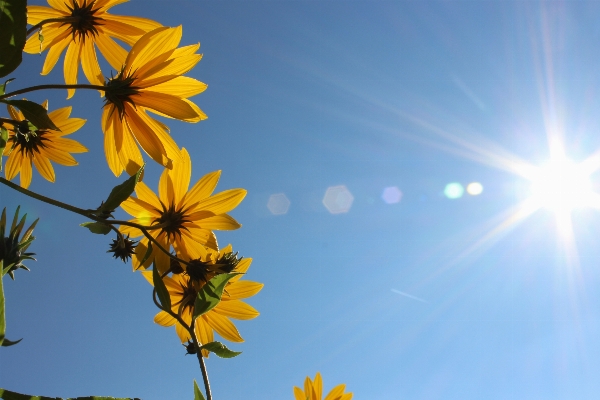 Nature blossom light plant Photo