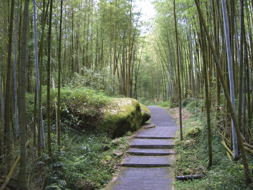 木 森 荒野
 トレイル