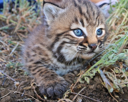 Animal cute profile looking Photo