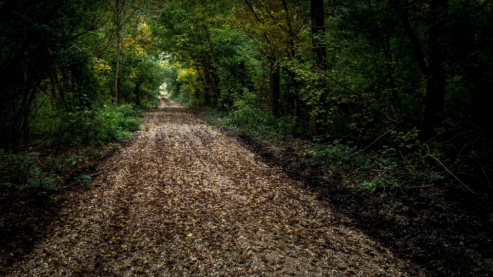 Drzewo natura las ścieżka