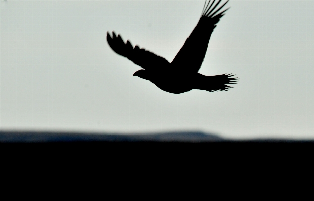 Photo Nature silhouette oiseau aile